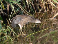 Gallinula chloropus 41, Waterhoen, Saxifraga-Luuk Vermeer