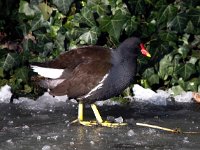 Gallinula chloropus 47, Waterhoen, Saxifraga-Bart Vastenhouw