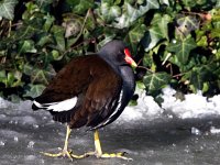 Gallinula chloropus 49, Waterhoen, Saxifraga-Bart Vastenhouw