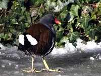 Gallinula chloropus 50, Waterhoen, Saxifraga-Bart Vastenhouw