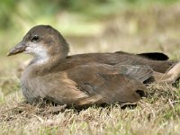 Gallinula chloropus 53, Waterhoen, Saxifraga-Tom Heijnen