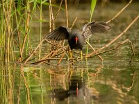 Gallinula chloropus 63, Waterhoen, adult, Saxifraga-Theo Verstrael