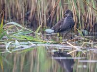 Gallinula chloropus 68, Waterhoen, juvenile, Saxifraga-Theo Verstrael