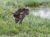Gallinula chloropus 70, Waterhoen, juvenile, Saxifraga-Theo Verstrael