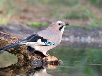 Garrulus glandarius 101, Gaai, Saxifraga-Luuk Vermeer