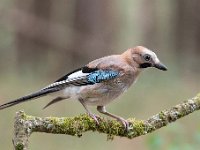 Garrulus glandarius 113, Gaai, Saxifraga-Luuk Vermeer