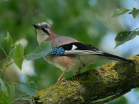 Garrulus glandarius 121, Gaai, Saxifraga-Tom Heijnen