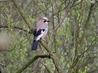 Garrulus glandarius 122, Gaai, Saxifraga-Tom Heijnen