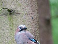 Garrulus glandarius 36, Gaai, Saxifraga-Luuk Vermeer