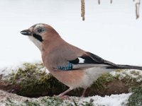 Garrulus glandarius 38, Gaai, Saxifraga-Luuk Vermeer