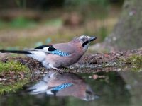 Garrulus glandarius 39, Gaai, Saxifraga-Luuk Vermeer