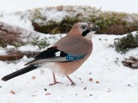 Garrulus glandarius 44, Gaai, Saxifraga-Luuk Vermeer