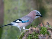 Garrulus glandarius 46, Gaai, Saxifraga-Luuk Vermeer