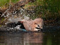 Garrulus glandarius 53, Gaai, Saxifraga-Luuk Vermeer