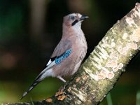 Garrulus glandarius 60, Gaai, Saxifraga-Luuk Vermeer