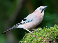 Garrulus glandarius 66, Gaai, Saxifraga-Luuk Vermeer