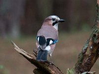 Garrulus glandarius 68, Gaai, Saxifraga-Luuk Vermeer