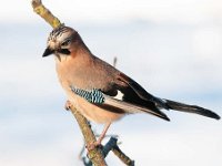 Garrulus glandarius 69, Gaai, Saxifraga-Luuk Vermeer