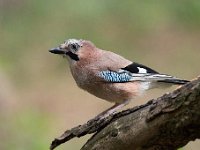 Garrulus glandarius 95, Gaai, Saxifraga-Luuk Vermeer