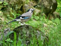 Garrulus glandarius ssp krynicki 117, Gaai, Saxifraga-Tom Heijnen