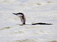 Gavia stellata 16, Roodkeelduiker, Saxifraga-Bart Vastenhouw