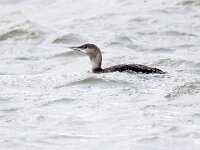 Gavia stellata 19, Roodkeelduiker, Saxifraga-Bart Vastenhouw
