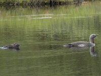 Gavia stellata 20, Roodkeelduiker, Saxifraga-Willem van Kruijsbergen