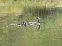 Gavia stellata 24, Roodkeelduiker, Saxifraga-Willem van Kruijsbergen