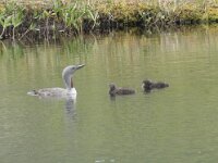 Gavia stellata 29, Roodkeelduiker, Saxifraga-Willem van Kruijsbergen