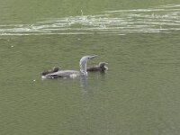 Gavia stellata 37, Roodkeelduiker, Saxifraga-Willem van Kruijsbergen