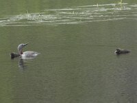 Gavia stellata 39, Roodkeelduiker, Saxifraga-Willem van Kruijsbergen