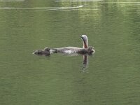 Gavia stellata 46, Roodkeelduiker, Saxifraga-Willem van Kruijsbergen