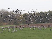 Grus grus 103, Kraanvogel, Peter Meininger-Saxifraga