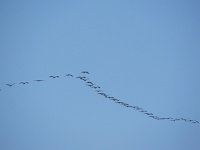 Grus grus 125, Kraanvogel, Saxifraga-Henk Sierdsema