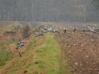 Grus grus 130, Kraanvogel, Saxifraga-Tom Heijnen