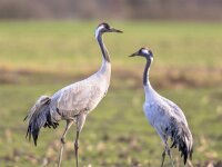 Two cranes in green grass field  Two Eurasian Cranes (Grus grus) in green grass field and looking in camera : Avian, Grus, animal, background, beautiful, beauty, behavior, bird, black, common, crane, cranes, cute, dance, decoration, display, female, flock, foraging, grass, grey, group, habitat, head, hornborgasjon, illustration, jungle, marriage, morning, natural, nature, outdoor, plumage, red, red-crowned, sarus, scandinavia, scenery, scenic, season, silhouette, sky, spring, sweden, white, wild, wilderness, wildlife, wing, wings