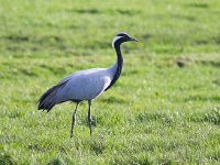 Grus virgo 2, Jufferkraanvogel, Saxifraga-Bart Vastenhouw