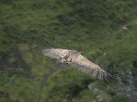 Gyps fulvus 109, Vale gier, Saxifraga-Willem van Kruijsbergen