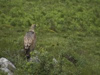 Gyps fulvus 113, Vale gier, Saxifraga-Willem van Kruijsbergen