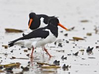 Haematopus ostralegus 100, Scholekster, Saxifraga-Tom Heijnen