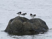 Haematopus ostralegus 116, Scholekster, Saxifraga-Willem van Kruijsbergen