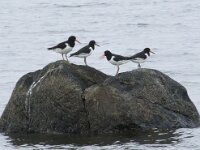 Haematopus ostralegus 117, Scholekster, Saxifraga-Willem van Kruijsbergen