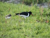 Haematopus ostralegus 118, Scholekster, adult and juvenile, Saxifraga-Theo Verstrael
