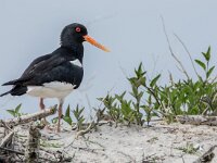 Haematopus ostralegus 120, Scholekster, adult and juvenile, Saxifraga-Theo Verstrael