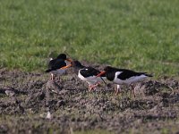 Haematopus ostralegus 75, Scholekster, Saxifraga-Luuk Vermeer