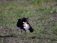 Haematopus ostralegus 78, Scholekster, Saxifraga-Luuk Vermeer