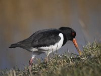 Haematopus ostralegus 80, Scholekster, Saxifraga-Luuk Vermeer