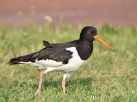 Haematopus ostralegus 82, Scholekster, Saxifraga-Luuk Vermeer