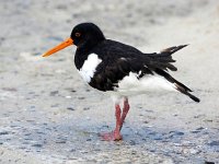 Haematopus ostralegus 97, Scholekster, Saxifraga-Bart Vastenhouw