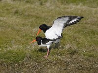 Haematopus ostralegus 1, Scholekster, Saxifraga-Piet Munsterman